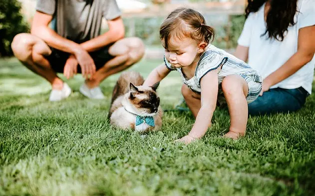 Family and pet safe fertilization and lawn care services - Leprechaun Lawns