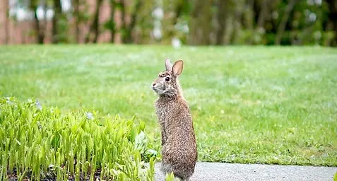 paul-moody - rabbit in garden