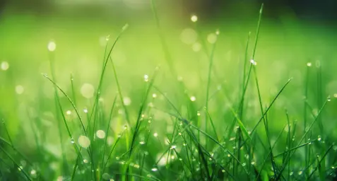 Lawn Care Services Calgary Alberta - Leprechaun Lawns