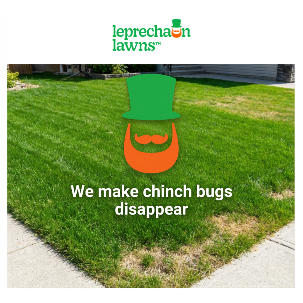 we make Chinch bugs disappear